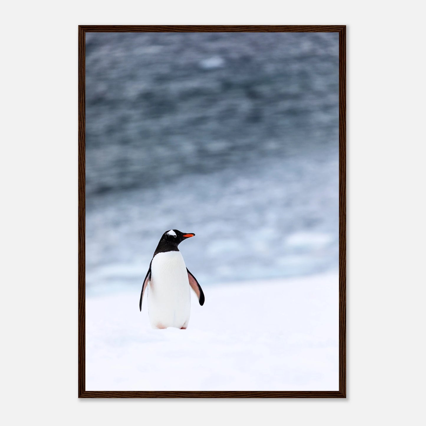 Pinguin Poster „Antarctic Stroll“ mit dunkelbraunem Rahmen – hochwertiges Naturmotiv für Zuhause