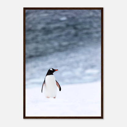 Pinguin Poster „Antarctic Stroll“ mit dunkelbraunem Rahmen – hochwertiges Naturmotiv für Zuhause