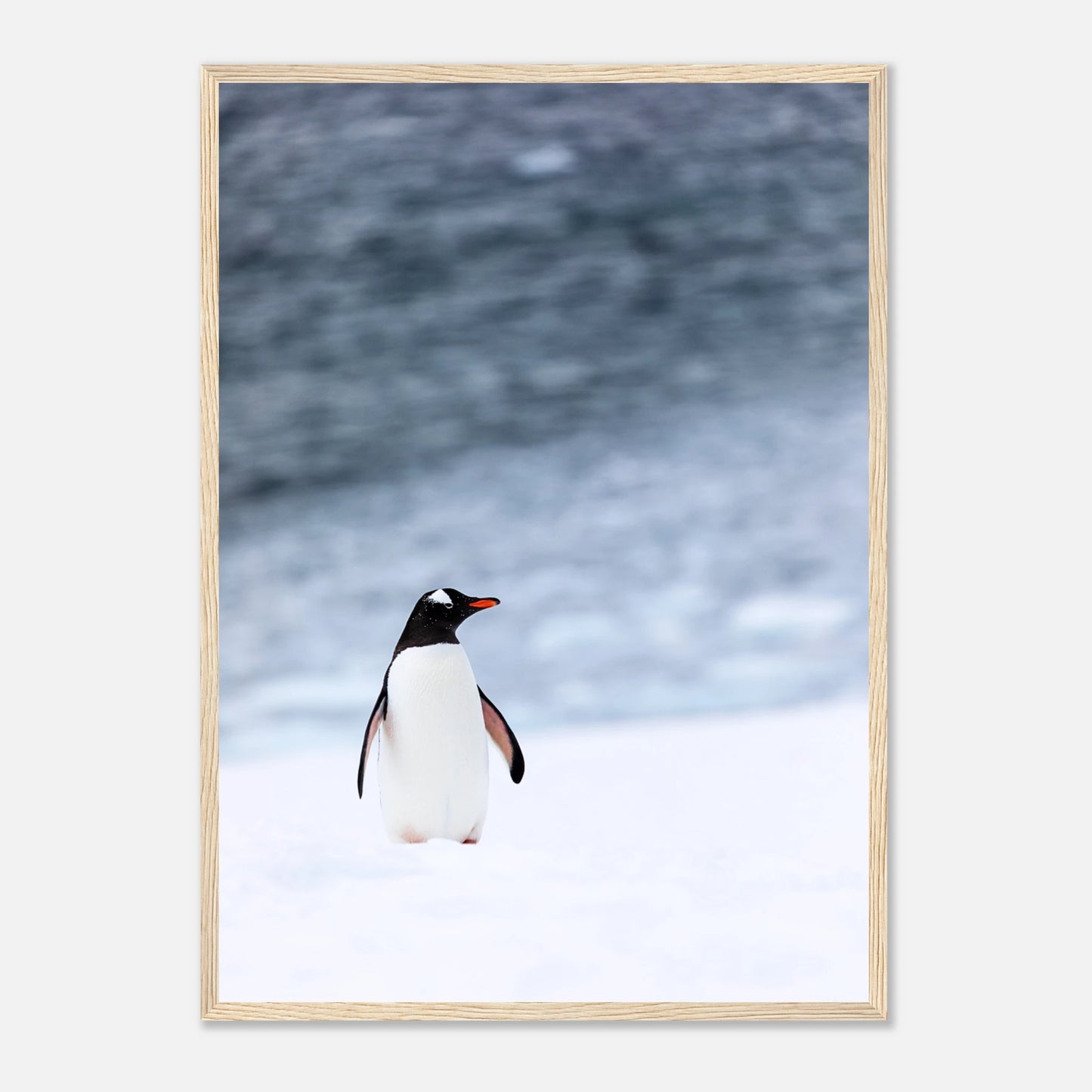 Pinguin Poster „Antarctic Stroll“ mit hellem Holzrahmen – elegante Wanddekoration fürs Wohnzimmer