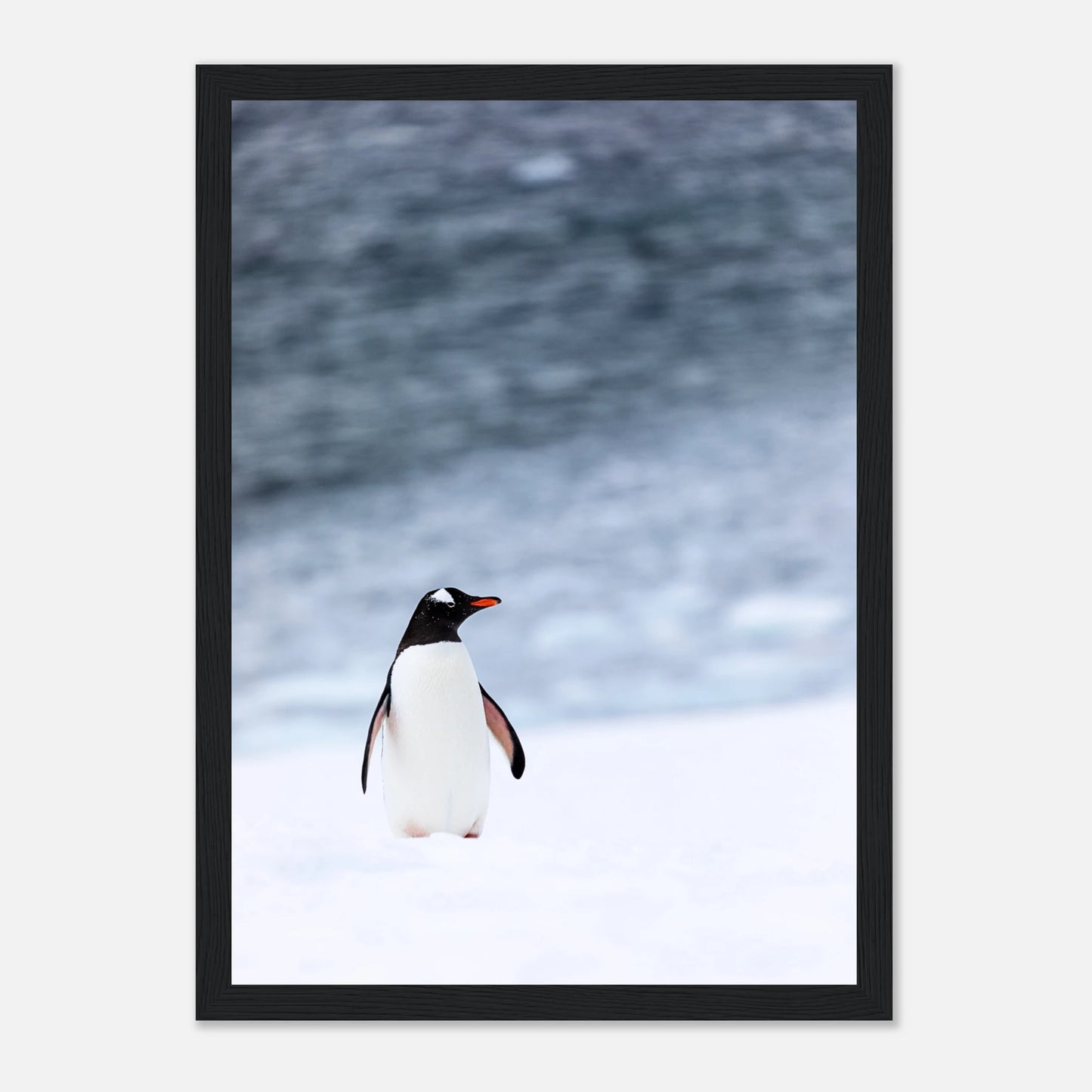 Pinguin Poster „Antarctic Stroll“ mit schwarzem Rahmen – moderner Kunstdruck für jede Einrichtung