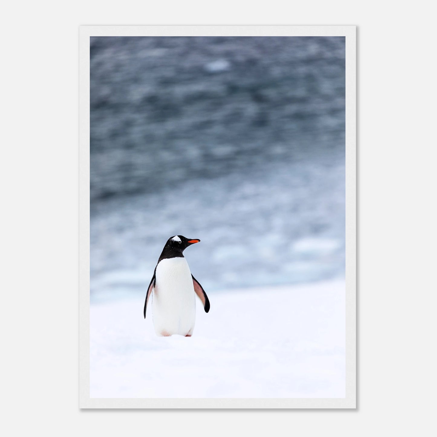 Pinguin Poster „Antarctic Stroll“ mit weißem Rahmen – moderne Tierkunst für stilvolle Räume