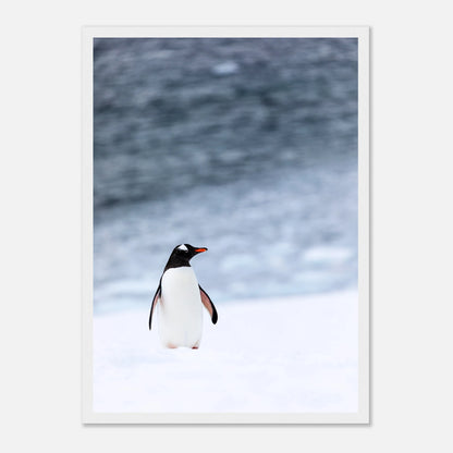 Pinguin Poster „Antarctic Stroll“ mit weißem Rahmen – moderne Tierkunst für stilvolle Räume