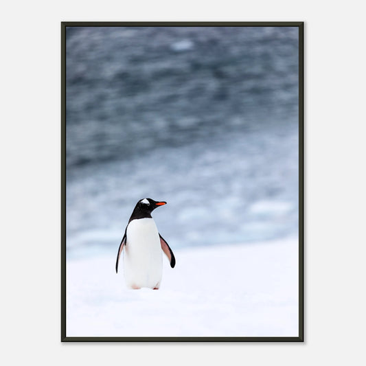 Antarctic Stroll Poster – eleganter Pinguin auf Schnee, winterliches Wandbild im schwarzen Metallrahmen | DEFA Designs