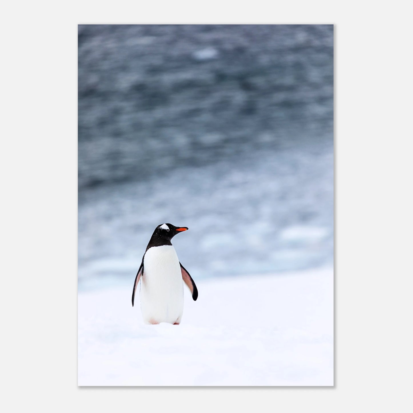 Detail vom Antarctic Stroll Poster – realistische Tierkunst mit Pinguin und Meereskulisse.