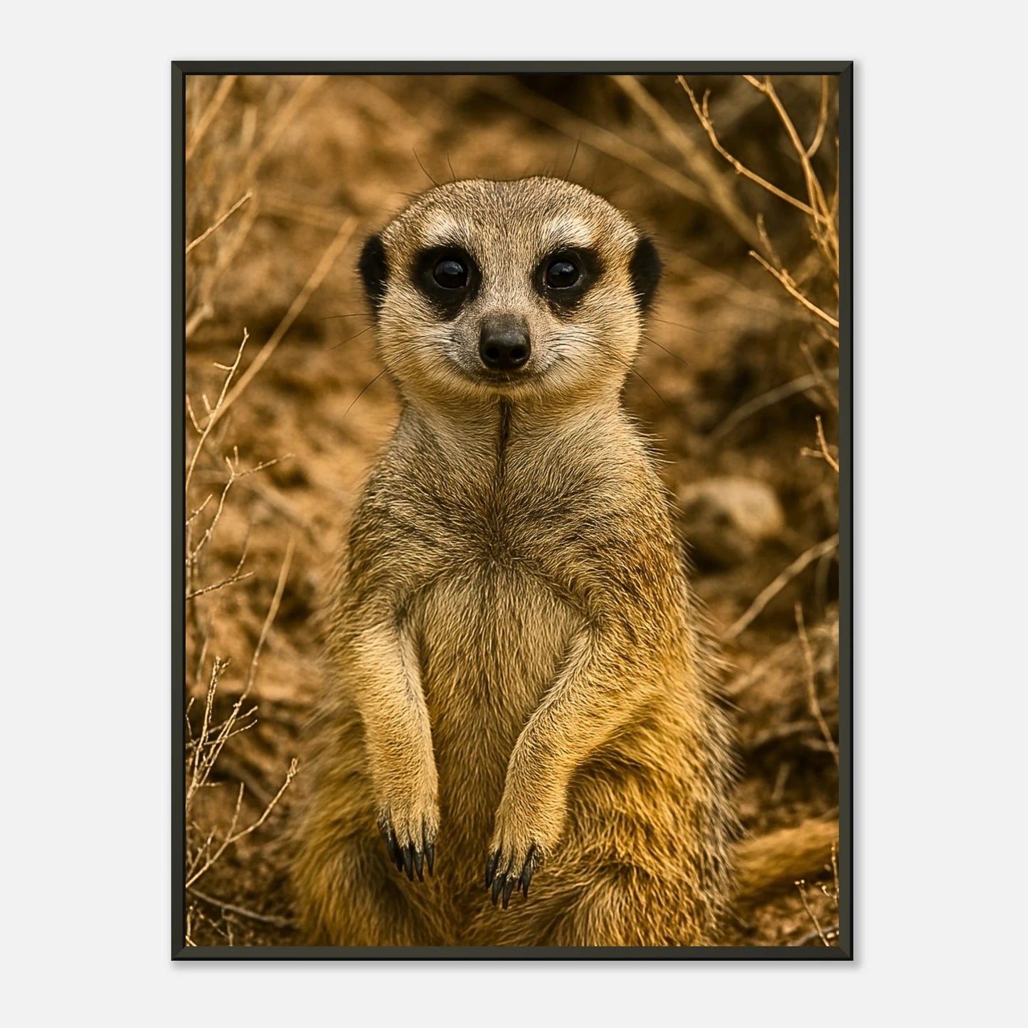 Little Lookout Poster zeigt ein neugieriges Erdmännchen im warmen Wüstenton, perfekt eingefasst im eleganten schwarzen Metallrahmen – hochwertige Tierkunst von Defa Designs.