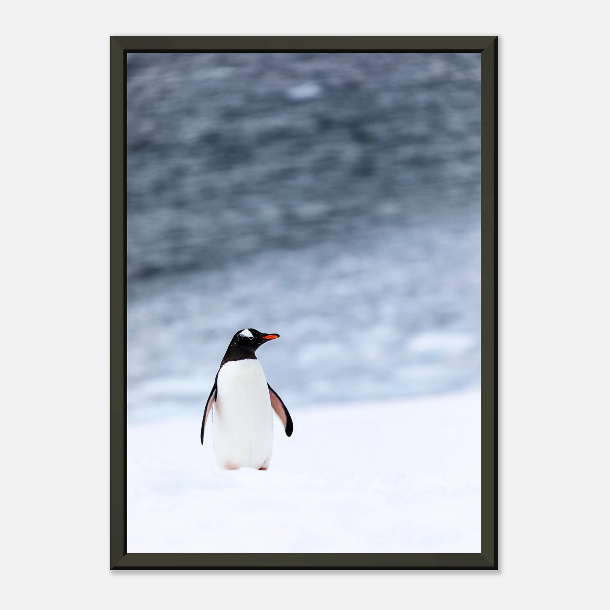 Modernes Tierposter „Antarctic Stroll“ – Pinguin in winterlicher Umgebung, minimalistisches Wandbild im schwarzen Metallrahmen | DEFA Designs