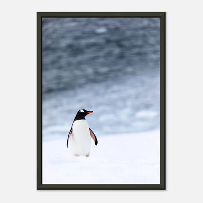 Modernes Tierposter „Antarctic Stroll“ – Pinguin in winterlicher Umgebung, minimalistisches Wandbild im schwarzen Metallrahmen | DEFA Designs