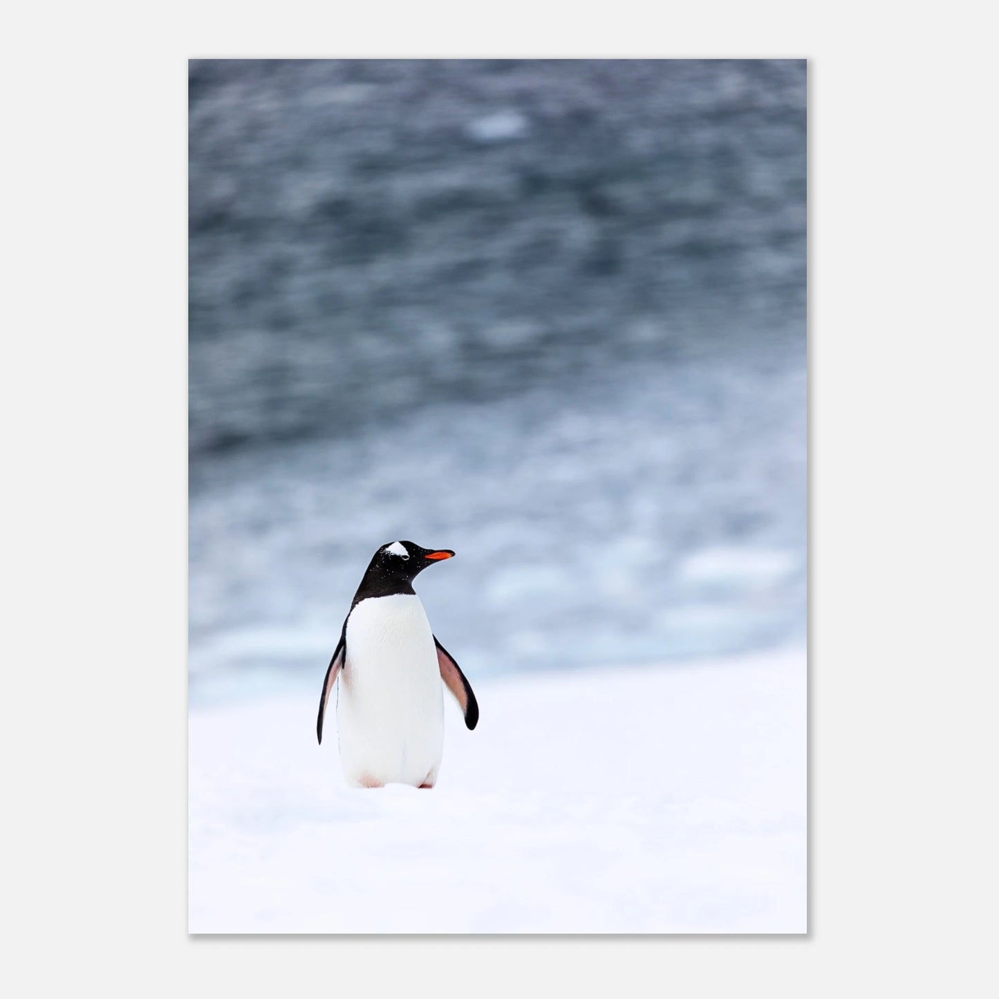 Antarctic Stroll Poster – Pinguin-Kunstdruck ohne Rahmen, auf Tisch präsentiert.