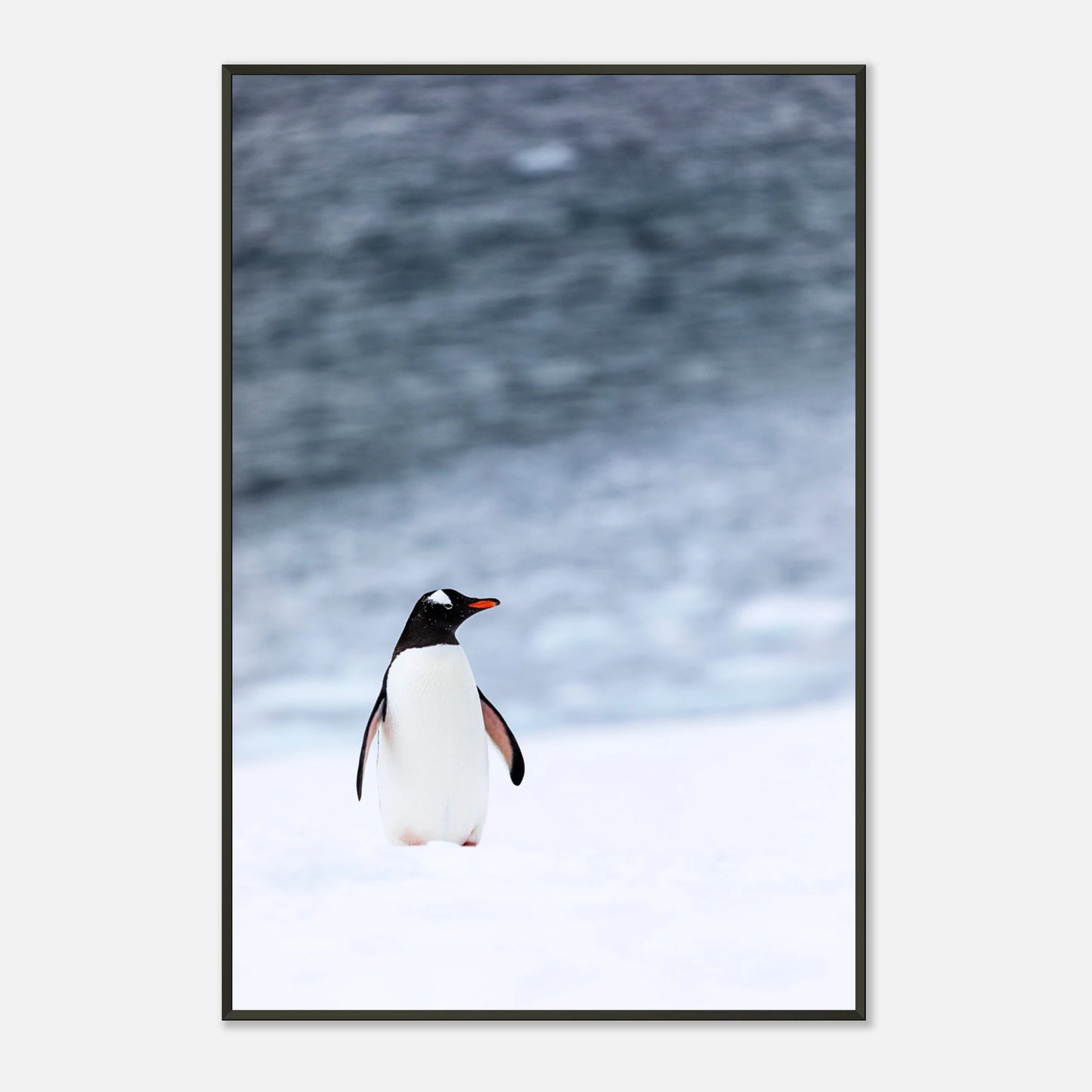 Nahaufnahme vom Antarctic Stroll Poster – detailreicher Pinguin auf Eis, moderne Winterkunst im schwarzen Metallrahmen | DEFA Designs