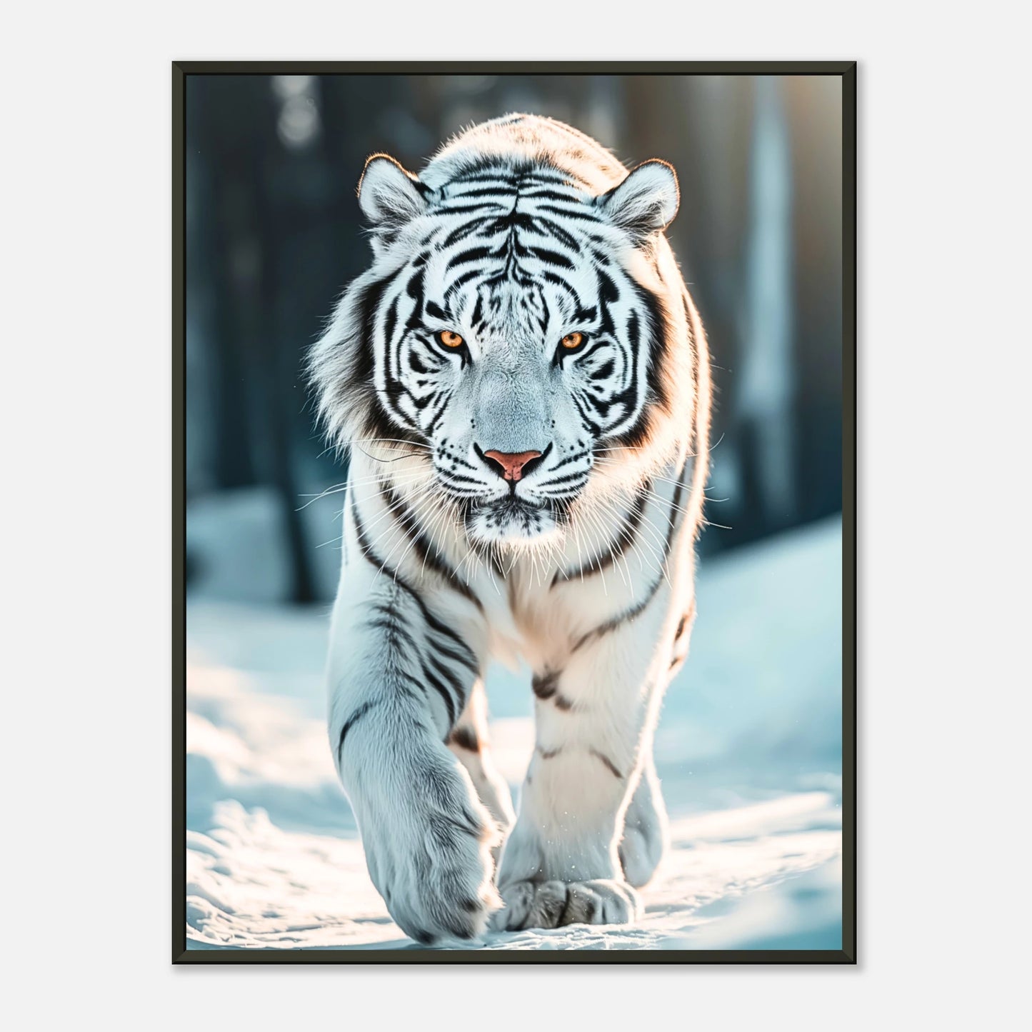 The White Tiger Poster mit majestätischem weißen Tiger im Schnee, schwarzer Metallrahmen – edle Tierkunst von Defa Designs.