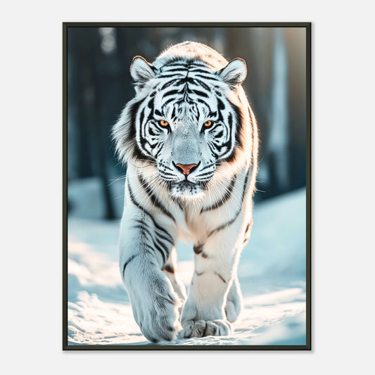 The White Tiger Poster mit majestätischem weißen Tiger im Schnee, schwarzer Metallrahmen – edle Tierkunst von Defa Designs.