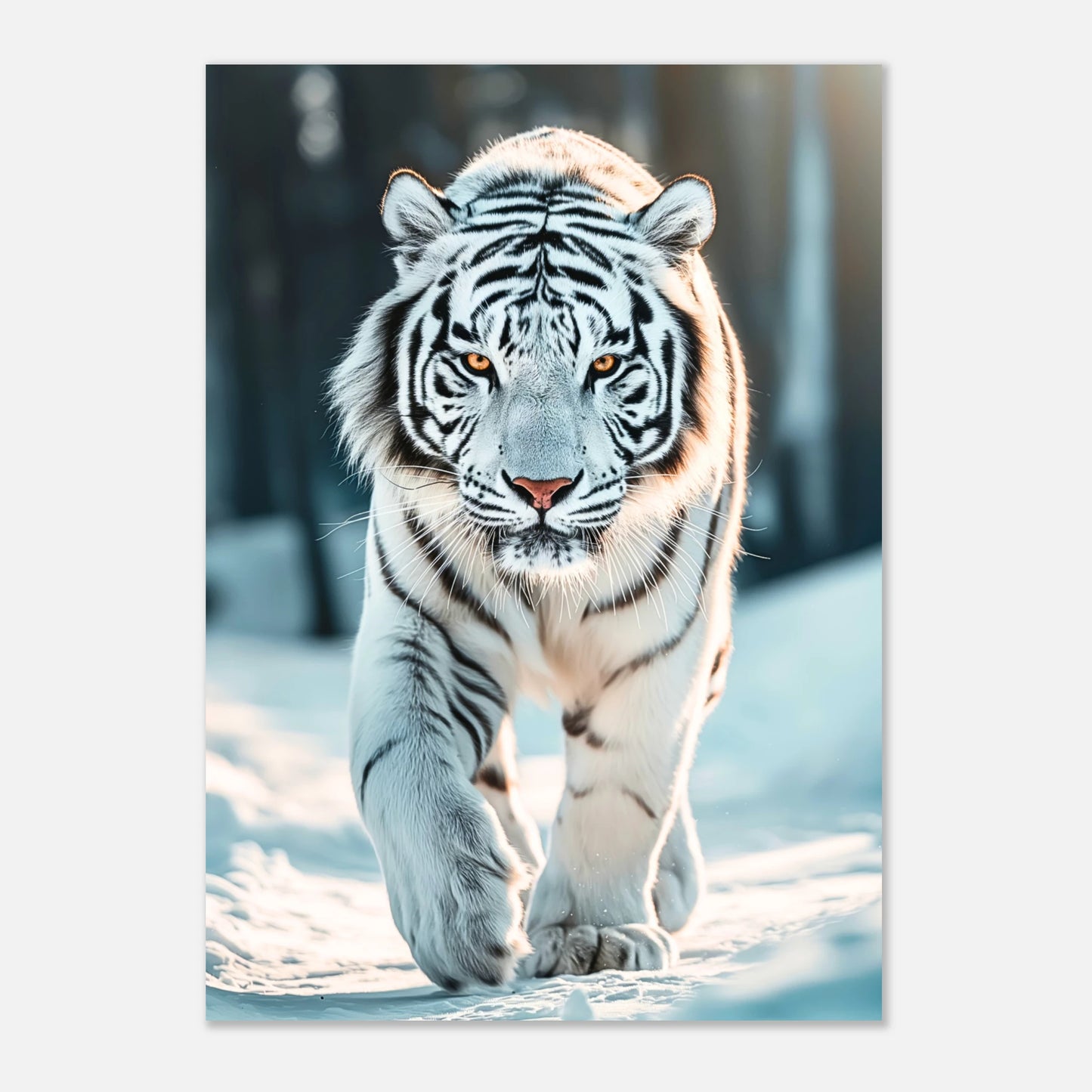 Kraftvolles Wildlife Poster mit weißem Tiger – Nahaufnahme des The White Tiger Motivs